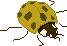 yellow ladybug. or ladybird, for the british in the audience.