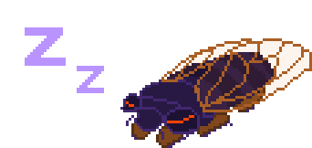 Sleeping cicada.